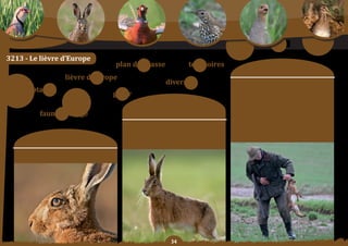 Schéma Départemental de Gestion Cynégétique
   de la FICEVY - 2009/2015




3213 - Le lièvre d’europe
                                                             plan	de	chasse                    territoires
                                                                                                                              moyens	:
                                               lièvre d’europe
                                                                                   diversité                   orientation	n°1	:
       comptages                                                                                               Continuer de gérer les prélèvements par le plan
                                                            gérer                                              de	chasse.

                                                                         Constats/                             orientation	n°2	:
                                                                                                               aFFiner	 l’estimation	 des	 populations	 par	 les	
                           faune sauvage                              problématique	:                          comptages hivernaux (IK) et encourager les
                                                                                                               comptages	à	blanc	du	mois	de	mars,	sur	et	par	les	
                                                                                                               territoires. Sauf exception, notamment en terme
                                                                     en forte régression dans les années 90,   de dégâts, éviter de proposer des attributions sur
                                                                       le lièvre connaît une augmentation      des	territoires	de	moins	de	20	hectares	d’un	seul	
                                                                    significative dans de nombreux secteurs    tenant.
                       objectif SDGC :                                notamment	grâce	au	plan	de	chasse.


                  Poursuivre la bonne gestion du lièvre.




                                                                                      
 