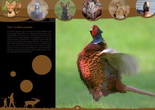 Schéma Départemental de Gestion Cynégétique
  de la FICEVY - 2009/2015




     3215 - Le faisan commun
     Le faisan commun est un oiseau de lisière affectionnant
     les paysages diversifiés où s’entremêlent bois, haies, bos-
     quets, friches et cultures sur un domaine vital de 100-150
     hectares. De mœurs grégaire et polygame, 1 coq faisan
     peut conduire un harem de 1 à 6 poules faisanes dès fé-
     vrier sur un territoire de quelques hectares. Les pontes dé-
     butent dès la deuxième quinzaine de mars, contiennent le
     plus souvent 9 à 12 œufs qui éclosent en mai-juin. Jusqu’à
     3 mois, les jeunes ont une alimentation carnée (fourmis,
     chenilles, pucerons, sauterelles, etc) et présentent un taux
     de survie qui varie de 40 à 80 %.




                                                                    
 