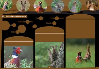 Schéma Départemental de Gestion Cynégétique
   de la FICEVY - 2009/2015




3215 - Le faisan commun                                                                                                         moyens	:
                                                               habitat                repeuplements
                                                                                                                 orientation	n°1	:
                                               faisan commun                                                     FaVoriSer toutes les initiatives en matière de
                                                                                territoires                      gestion du faisan.
     populations                                                                                                 orientation	n°2	:
                                                           gérer                                                 DéVelopper	 les	 actions	 de	 repeuplements	

                                                                       Constats/                                 surtout si elles s’effectuent simultanément sur
                                                                                                                 plusieurs	territoires	contigus.

                           faune sauvage                            problématique	:                              orientation	n°3	:
                                                                                                                 aCCepter la diversité des pratiques de gestion du
                                                                                                                 faisan en fonction des initiatives de gestionnaires
                                                                longtemps	considéré	comme	un	oiseau	de	          des	territoires.
                                                                 tir qui a fait la réputation de nombreuses
                                                               chasses, le faisan intéresse de plus en plus de
                       objectif SDGC :                                   gestionnaires	de	territoire.	


              accompagner l’engouement pour le faisan.




                                                                                    
 