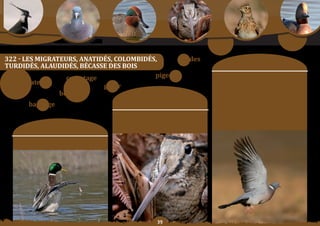 Schéma Départemental de Gestion Cynégétique
   de la FICEVY - 2009/2015




322 - LeS MIGrateurS, anatIDéS, CoLoMbIDéS,      études
turDiDéS,	alauDiDéS,	BéCaSSe	DeS	BoiS                                                                                         moyens	:
                  comptage                pigeon                                                              orientation	n°1	:
   migrateurs                                                                                                 Continuer	 les	 opérations	 de	 baguage	 des	
                            gérer                                                                             bécasses	des	bois.

                bécasse               Constats/                                                               orientation	n°2	:
                                                                                                              partiCiper	à	des	études	sur	le	pigeon	ramier	en	
                   baguage                                      problématique	:                               ile	de	France.

                                                                                                              orientation	n°3	:
                                                            les	migrateurs	terrestres	sont	prisés	par	un	     Continuer	 les	 comptages	 alaudidés,	 turdidés,	
                                                           nombre	croissant	de	chasseurs	qui	apprécient	      anatidés,	 bécasses	 notamment	 dans	 le	 cadre	 des	
                                                          beaucoup	le	pigeon	et	de	plus	en	plus	la	bécasse.   réseaux d’observation existants onCFS-FnC.
                       objectif SDGC :
            assurer	une	gestion	durable	des	migrateurs.




                                                                                
 