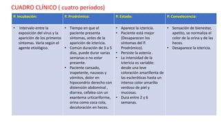 CUADRO CLÍNICO ( cuatro periodos)
P. Incubación: P. Prodrómico: P. Estado: P. Convalecencia:
• Intervalo entre la
exposición del virus y la
aparición de los primeros
síntomas. Varía según el
agente etiológico.
• Tiempo en que el
paciente presenta
síntomas, antes de la
aparición de ictericia.
• Común duración de 3 a 5
días, puede durar varias
semanas o no estar
presente.
• Paciente cansado,
inapetente, nauseas y
vómitos, dolor en
hipocondrio derecho con
distensión abdominal ,
diarrea, cefalea con un
exantema urticariforme,
orina como coca cola,
decoloración en heces.
• Aparece la ictericia.
• Paciente está mejor
(Desaparecen los
síntomas del P.
Prodrómico).
• Persiste la astenia .
• La intensidad de la
ictericia es variable:
desde una leve
coloración amarillenta de
las escleróticas hasta un
intenso color amarillo
verdoso de piel y
mucosas.
• Dura entre 2 y 6
semanas.
• Sensación de bienestar,
apetito, se normaliza el
color de la orina y de las
heces.
• Desaparece la ictericia.
 