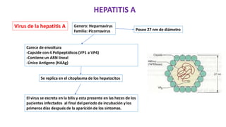 Virus de la hepatitis A Genero: Heparnavirus
Familia: Picornavirus Posee 27 nm de diámetro
Carece de envoltura
-Capside con 4 Polipeptídicos (VP1 a VP4)
-Contiene un ARN lineal
-Único Antígeno (HAAg)
Se replica en el citoplasma de los hepatocitos
El virus se excreta en la bilis y esta presente en las heces de los
pacientes infectados al final del periodo de incubación y los
primeros días después de la aparición de los síntomas.
HEPATITIS A
 