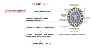 Virus de la hepatitis b
HEPATITIS B
Familia: Hepadnavirus
-Envoltura lipoproteíca (HBsAg)
-Nucleocapside (HBcAg)
Genoma de ADN y una ADN Polimerasa
Viriones : Partículas DANE(Liberan
HBsAg,HBcAg,HBeAg y ADN-VHB)
Posee 4 genes: S,C,P y X
 