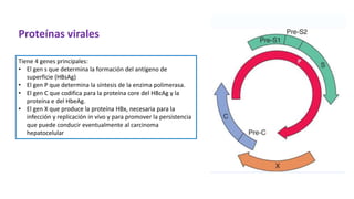 Tiene 4 genes principales:
• El gen s que determina la formación del antígeno de
superficie (HBsAg)
• El gen P que determina la síntesis de la enzima polimerasa.
• El gen C que codifica para la proteína core del HBcAg y la
proteína e del HbeAg.
• El gen X que produce la proteína HBx, necesaria para la
infección y replicación in vivo y para promover la persistencia
que puede conducir eventualmente al carcinoma
hepatocelular
Proteínas virales
 