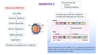 VIRUS DE LA HEPATITIS C
HEPATITIS C
Virus ARN
Diámetro: 40-60 nm
Familia: flaviviridae
Género: hepacivirus
9600 nucleótidos
6 genotipos
Periodo de incubación de 15 a 160 días
Principal causa de :
- Cirrosis
- Trasplante hepático
Se estima que el 3% de la población
mundial está infectada por este virus
 