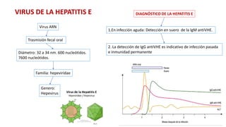 VIRUS DE LA HEPATITIS E
Virus ARN
Trasmisión fecal oral
Diámetro: 32 a 34 nm. 600 nucleótidos.
7600 nucleótidos.
Familia: hepeviridae
Genero:
Hepevirus
DIAGNÓSTICO DE LA HEPATITIS E
1.En infección aguda: Detección en suero de la IgM antiVHE.
2. La detección de IgG antiVHE es indicativo de infección pasada
e inmunidad permanente
 
