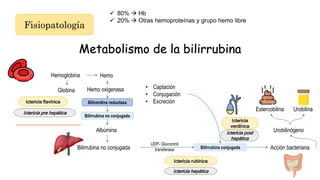 Fisiopatología
Metabolismo de la bilirrubina
 80%  Hb
 20%  Otras hemoproteínas y grupo hemo libre
Hemoglobina Hemo
Globina Hemo oxigenasa
Biliverdina reductasa
Bilirrubina no conjugada
Albúmina
Bilirrubina no conjugada Bilirrubina conjugada
UDP- Glucoronil
transferasa
• Captación
• Conjugación
• Excreción
Acción bacteriana
Urobilinógeno
Estercobilina Urobilina
Ictericia flavínica
Ictericia pre hepática
Ictericia rubínica
Ictericia
verdínica
Ictericia hepática
Ictericia post
hepática
 