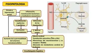 Cirrosis e
hipertensión
portal
Inflamación,
translocación bacteriana
y mediadores vasoactivos
Disfunción
de los
hepatocitos
NH3 en
sangre
Edema cerebral
Tumefacción astrocitica ( Glu y Gln)
Alteraciones del neurotransmisor y su
receptor ( GABA)
Alteración de metabolismo cerebral de
la glucosa
Encefalopatía hepática
Aumento de la permeabilidad
de la barrera
hematoencefalica
Derivación
portosistémica
Vasodilatación
asplácnica
Y periférica
FISIOPATOLOGIA
 