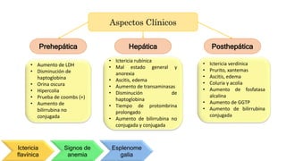 Aspectos Clínicos
Prehepática Hepática Posthepática
• Aumento de LDH
• Disminución de
haptoglobina
• Orina oscura
• Hipercolia
• Prueba de coombs (+)
• Aumento de
bilirrubina no
conjugada
• Ictericia rubínica
• Mal estado general y
anorexia
• Ascitis, edema
• Aumento de transaminasas
• Disminución de
haptoglobina
• Tiempo de protombrina
prolongado
• Aumento de bilirrubina no
conjugada y conjugada
• Ictericia verdínica
• Prurito, xantemas
• Ascitis, edema
• Coluria y acolia
• Aumento de fosfatasa
alcalina
• Aumento de GGTP
• Aumento de bilirrubina
conjugada
Ictericia
flavínica
Signos de
anemia
Esplenome
galia
 