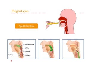 Deglutição



    Digestão Mecânica
 