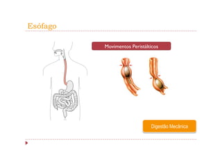 Esófago

          Movimentos Peristálticos




                              Digestão Mecânica
 