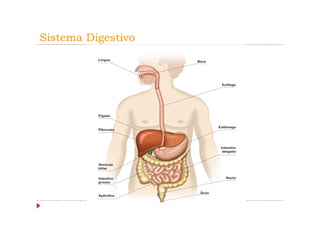 Sistema Digestivo
 