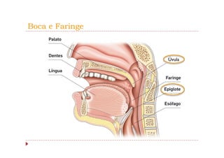 Boca e Faringe



                 Úvula
 