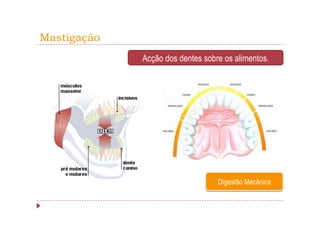 Mastigação
             Acção dos dentes sobre os alimentos.




                                  Digestão Mecânica
 