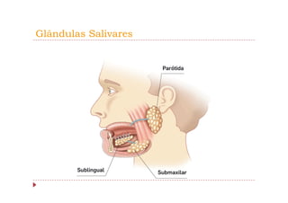 Glândulas Salivares
 