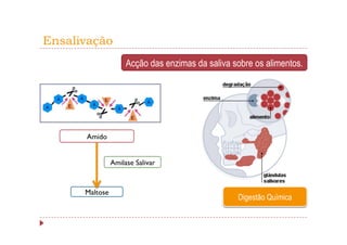 Ensalivação
                     Acção das enzimas da saliva sobre os alimentos.




      Amido


                Amilase Salivar



      Maltose
                                                  Digestão Química
 