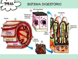 SISTEMA DIGESTÓRIO
 