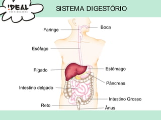 SISTEMA DIGESTÓRIO
Boca
Faringe
Esôfago
Fígado Estômago
Pâncreas
Intestino delgado
Intestino Grosso
Reto
Ânus
 