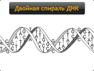 Двойная спираль ДНК
 
