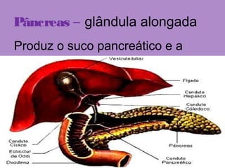 Pâncreas – glândula alongada
Produz o suco pancreático e a
insulina.
 
