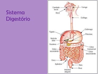 Sistema
Digestório
 
