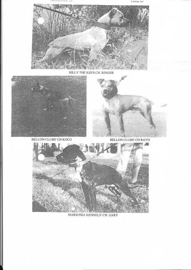 Sporting Dog Journal Yearbook 1998
