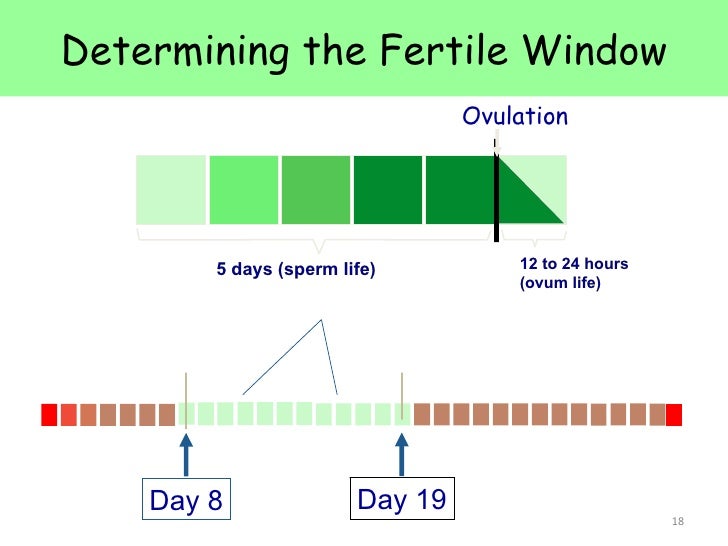 Determining The Fertile Window Ovulation