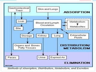Pharmacokinetics
 