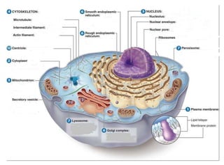 Non-Membranous Organelles Non-Membranous Organelles