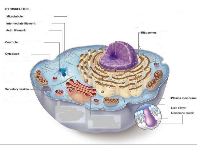 the sites of protien synthesis