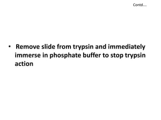 • Remove slide from trypsin and immediately
immerse in phosphate buffer to stop trypsin
action
Contd….
 