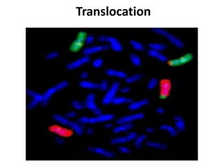 Translocation
 