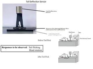 Tail Deflection Sensor
Responses to be observed : Tail flicking
Head rotation
 