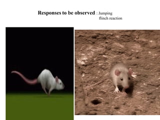 Responses to be observed : Jumping
flinch reaction
 