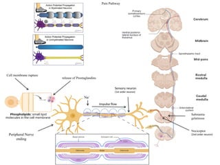 Pain Pathway
Peripheral Nerve
ending
release of Prostaglandins
Cell membrane rupture
Na+
Impulse flow
Sensory neuron
(1st order neuron)
Substantia
gelatinosa
Nociceptor
(2nd order neuron)
 