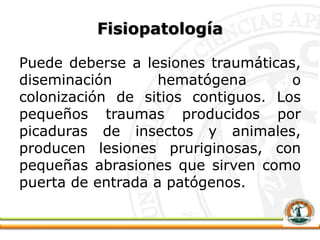 Fisiopatología
Puede deberse a lesiones traumáticas,
diseminación hematógena o
colonización de sitios contiguos. Los
pequeños traumas producidos por
picaduras de insectos y animales,
producen lesiones pruriginosas, con
pequeñas abrasiones que sirven como
puerta de entrada a patógenos.
 