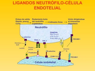 LIGANDOS NEUTRÓFILO-CÉLULA ENDOTELIAL   Neutrófilo   L-selectina E-selectina P-selectina PECAM-1 ICAM-1,2,3 PECAM-1 Integrinas   Mac-1(  M  2 ) LFA-1(  L  2 ) P150,195(  X  2 ) PSGL-1 ESL-1 Enlace de salida Rápido, precoz Corto. Rodamiento lento del neutrófilo sujetándose Adhesión firme Unión dirigiéndose al intracelular diapedesis Dominio  Ig Dominio EGF Lectina  Grupos azúcar Célula endotelial  