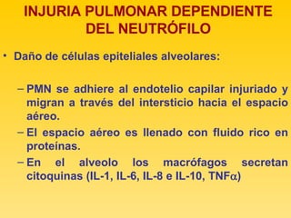 INJURIA PULMONAR DEPENDIENTE DEL NEUTRÓFILO Daño de células epiteliales alveolares: PMN se adhiere al endotelio capilar injuriado y migran a través del intersticio hacia el espacio aéreo. El espacio aéreo es llenado con fluido rico en proteínas.  En el alveolo los macrófagos secretan citoquinas (IL-1, IL-6, IL-8 e IL-10, TNF  ) 