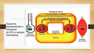 Esquema
representando o
transporte
do O2 no sangue
(hematose).
 