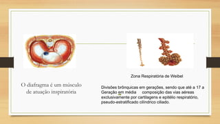 O diafragma é um músculo
de atuação inspiratória
Zona Respiratória de Weibel
Divisões brônquicas em gerações, sendo que até a 17 a
Geração em média composição das vias aéreas
exclusivamente por cartilagens e epitélio respiratório,
pseudo-estratificado cilíndrico ciliado.
 