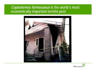 Coptotermes formosanus is the world’s most
economically important termite pest
 