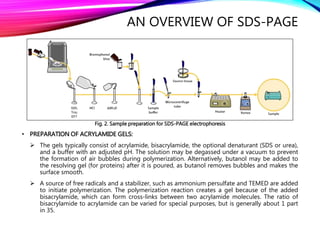 AN OVERVIEW OF SDS-PAGE
Fig. 2. Sample preparation for SDS-PAGE electrophoresis
• PREPARATION OF ACRYLAMIDE GELS:
 The gels typically consist of acrylamide, bisacrylamide, the optional denaturant (SDS or urea),
and a buffer with an adjusted pH. The solution may be degassed under a vacuum to prevent
the formation of air bubbles during polymerization. Alternatively, butanol may be added to
the resolving gel (for proteins) after it is poured, as butanol removes bubbles and makes the
surface smooth.
 A source of free radicals and a stabilizer, such as ammonium persulfate and TEMED are added
to initiate polymerization. The polymerization reaction creates a gel because of the added
bisacrylamide, which can form cross-links between two acrylamide molecules. The ratio of
bisacrylamide to acrylamide can be varied for special purposes, but is generally about 1 part
in 35.
 