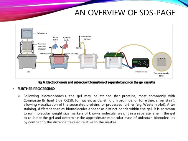 sds gel electrophoresis