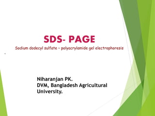 SDS- PAGE
Sodium dodecyl sulfate – polyacrylamide gel electrophoresis
.
Niharanjan PK.
DVM, Bangladesh Agricultural
University.
 
