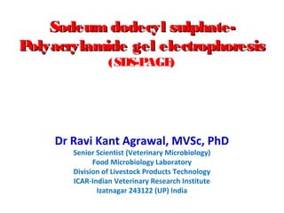Sodeum dodecyl sulphate-Sodeum dodecyl sulphate-
Polyacrylamide gel electrophoresisPolyacrylamide gel electrophoresis
(SDS-PAGE)
Dr Ravi Kant Agrawal, MVSc, PhD
Senior Scientist (Veterinary Microbiology)
Food Microbiology Laboratory
Division of Livestock Products Technology
ICAR-Indian Veterinary Research Institute
Izatnagar 243122 (UP) India
 