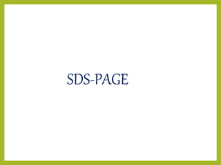 SDS-PAGE
 