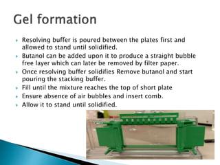  Resolving buffer is poured between the plates first and
allowed to stand until solidified.
 Butanol can be added upon it to produce a straight bubble
free layer which can later be removed by filter paper.
 Once resolving buffer solidifies Remove butanol and start
pouring the stacking buffer.
 Fill until the mixture reaches the top of short plate
 Ensure absence of air bubbles and insert comb.
 Allow it to stand until solidified.
 