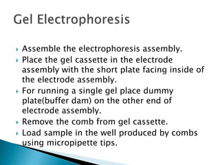  Assemble the electrophoresis assembly.
 Place the gel cassette in the electrode
assembly with the short plate facing inside of
the electrode assembly.
 For running a single gel place dummy
plate(buffer dam) on the other end of
electrode assembly.
 Remove the comb from gel cassette.
 Load sample in the well produced by combs
using micropipette tips.
 