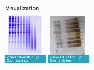 Visualization through
Coomassie stain
Visualization through
Silver staining
 