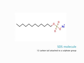 SDS molecule
12 carbon tail attached to a sulphate group
 